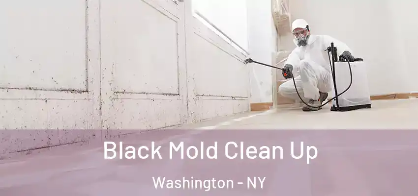  Black Mold Clean Up Washington - NY