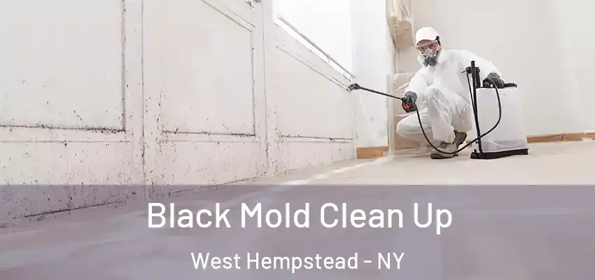  Black Mold Clean Up West Hempstead - NY