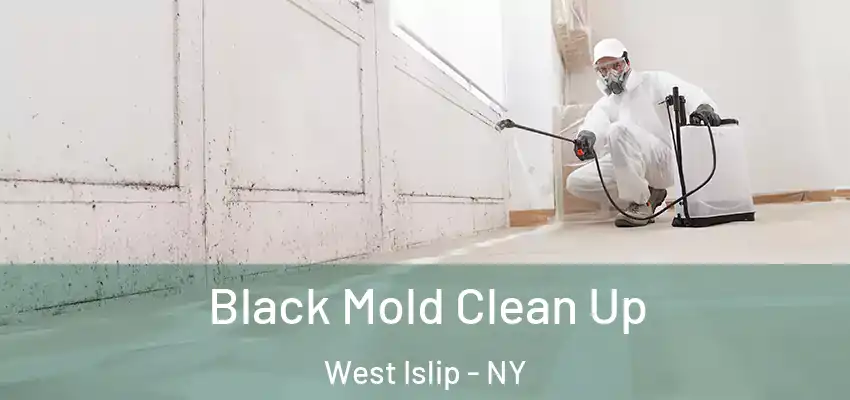  Black Mold Clean Up West Islip - NY