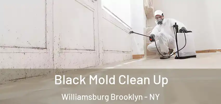  Black Mold Clean Up Williamsburg Brooklyn - NY