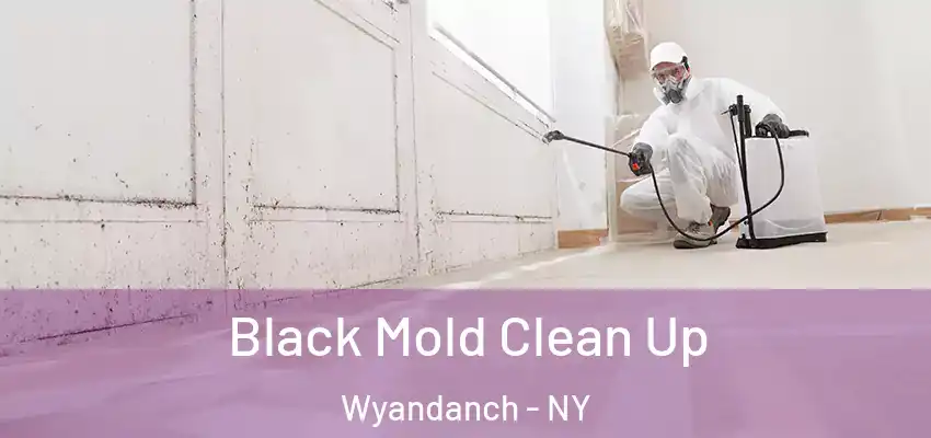  Black Mold Clean Up Wyandanch - NY