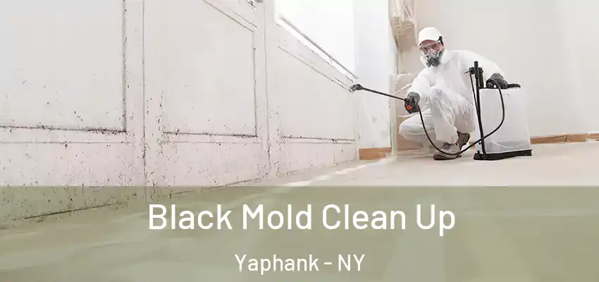 Black Mold Clean Up Yaphank - NY