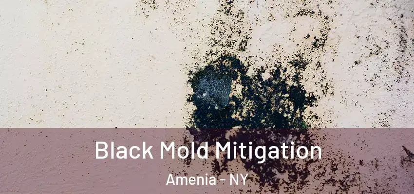 Black Mold Mitigation Amenia - NY