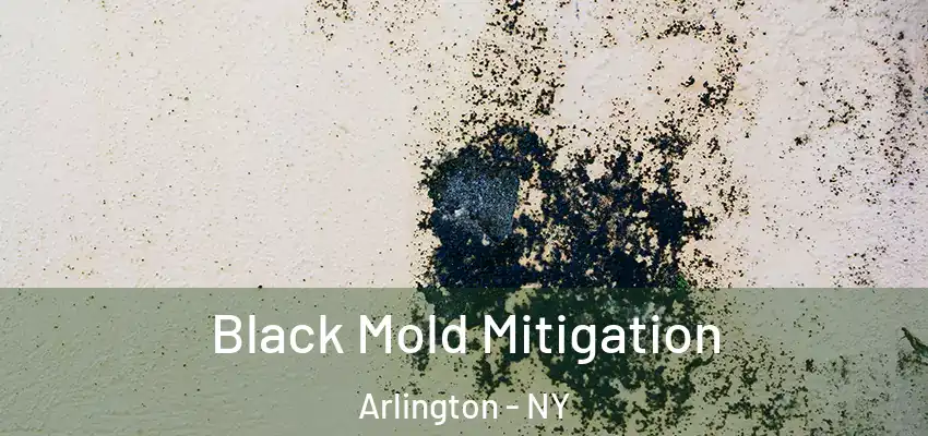 Black Mold Mitigation Arlington - NY