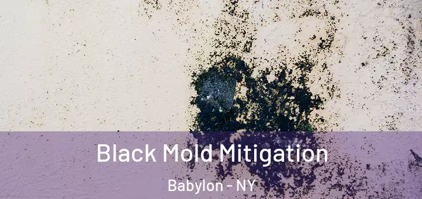  Black Mold Mitigation Babylon - NY