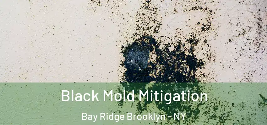  Black Mold Mitigation Bay Ridge Brooklyn - NY