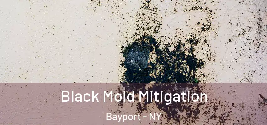 Black Mold Mitigation Bayport - NY