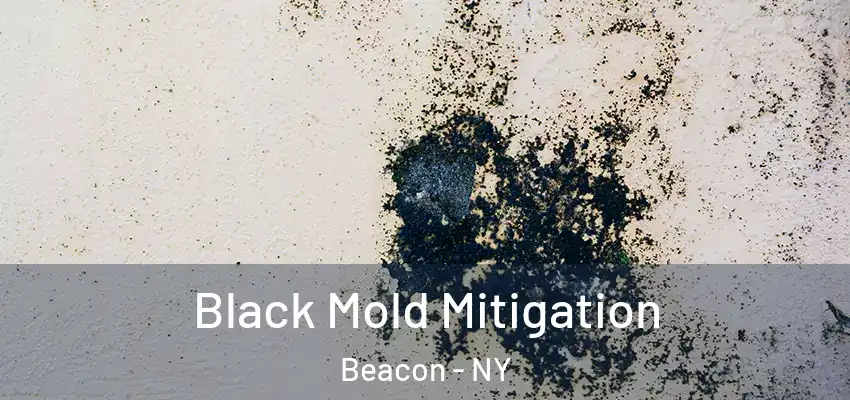  Black Mold Mitigation Beacon - NY