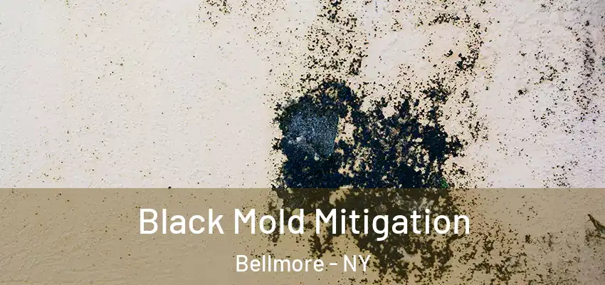  Black Mold Mitigation Bellmore - NY