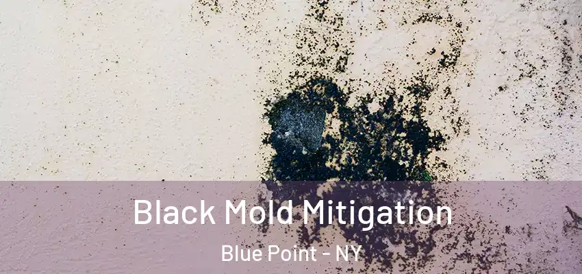  Black Mold Mitigation Blue Point - NY