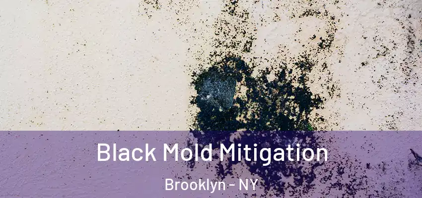  Black Mold Mitigation Brooklyn - NY