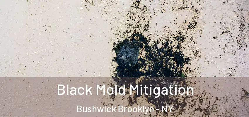  Black Mold Mitigation Bushwick Brooklyn - NY