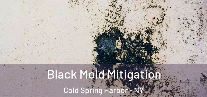  Black Mold Mitigation Cold Spring Harbor - NY