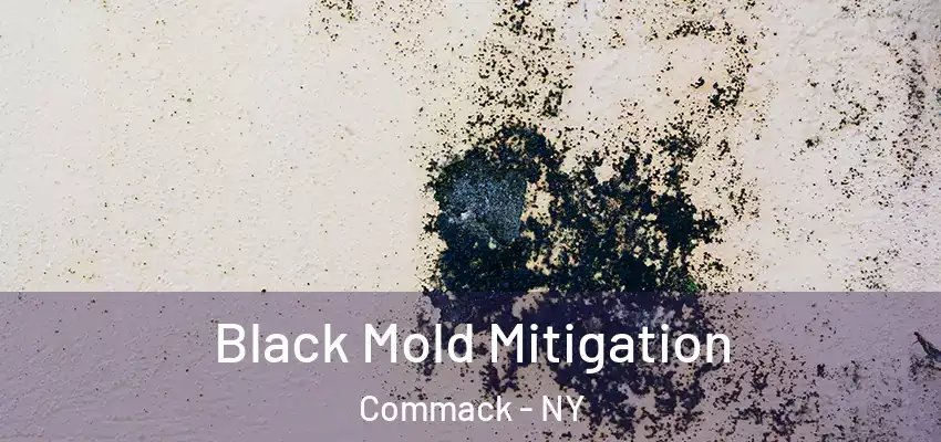  Black Mold Mitigation Commack - NY