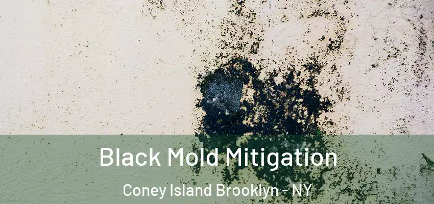  Black Mold Mitigation Coney Island Brooklyn - NY