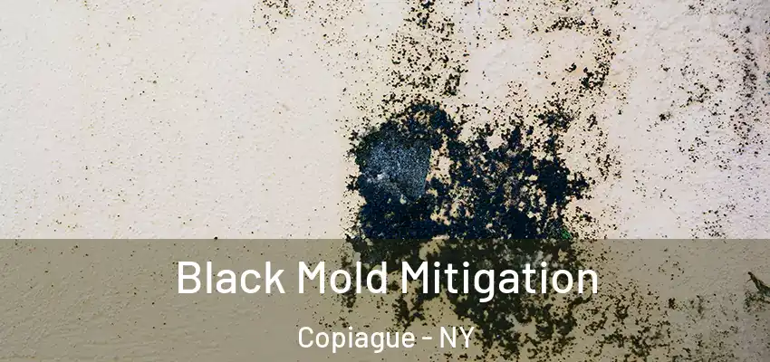  Black Mold Mitigation Copiague - NY