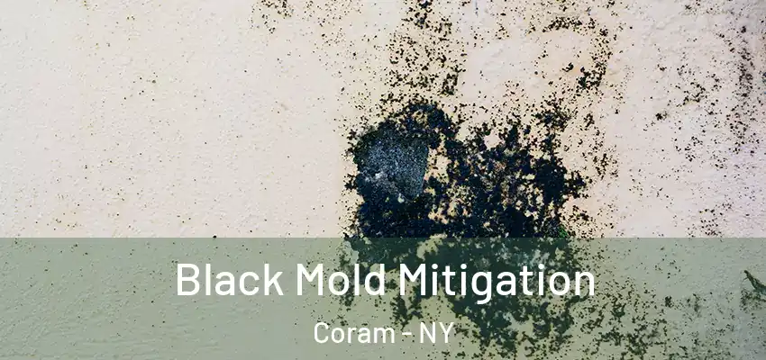  Black Mold Mitigation Coram - NY