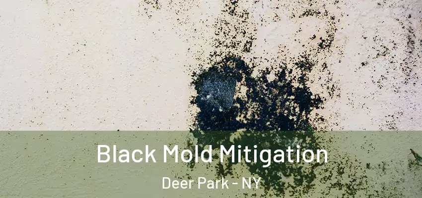 Black Mold Mitigation Deer Park - NY