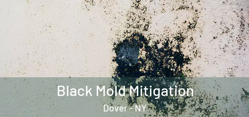  Black Mold Mitigation Dover - NY