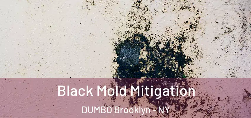 Black Mold Mitigation DUMBO Brooklyn - NY