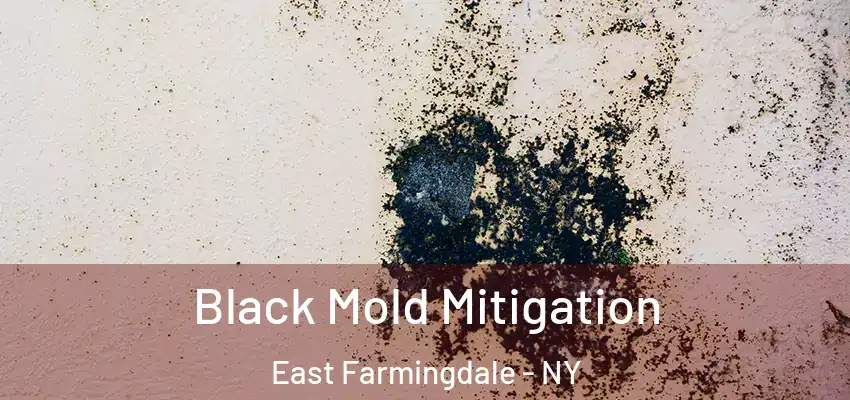  Black Mold Mitigation East Farmingdale - NY