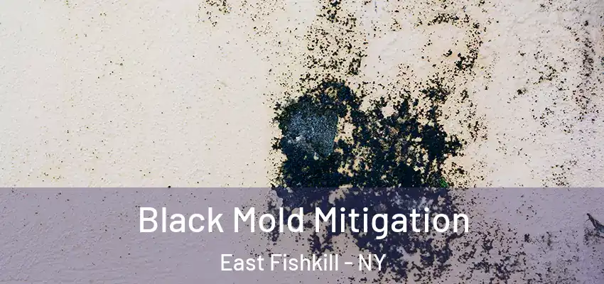 Black Mold Mitigation East Fishkill - NY