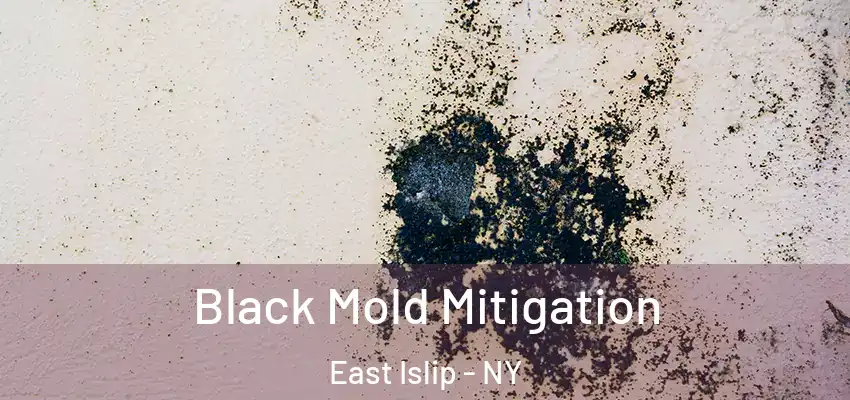  Black Mold Mitigation East Islip - NY