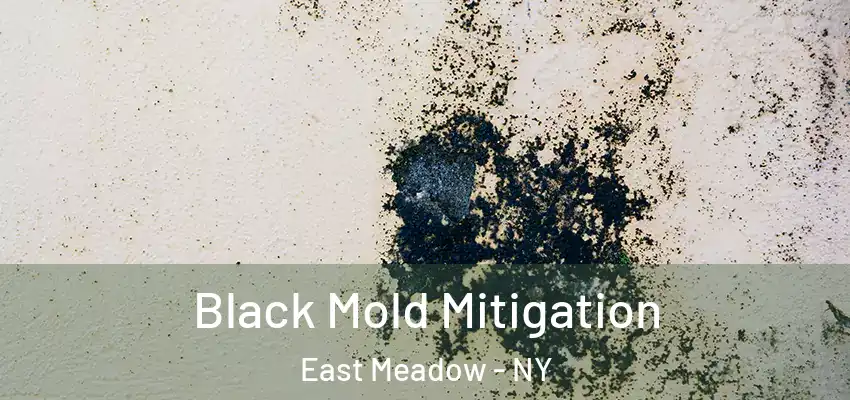  Black Mold Mitigation East Meadow - NY