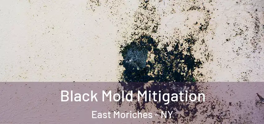  Black Mold Mitigation East Moriches - NY