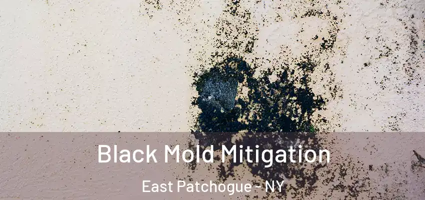  Black Mold Mitigation East Patchogue - NY