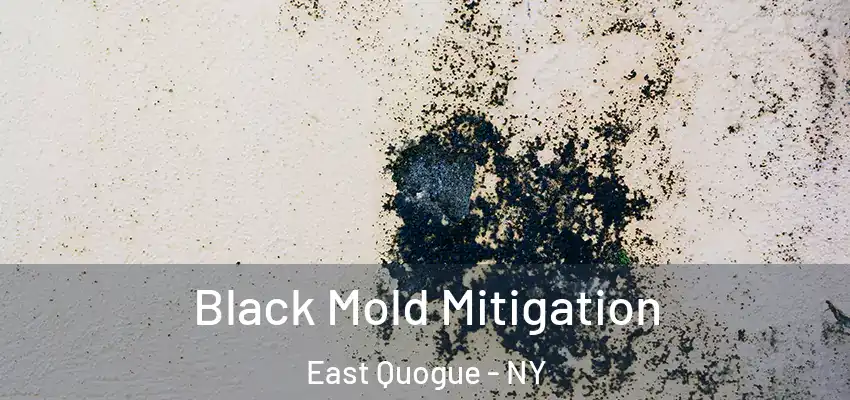  Black Mold Mitigation East Quogue - NY