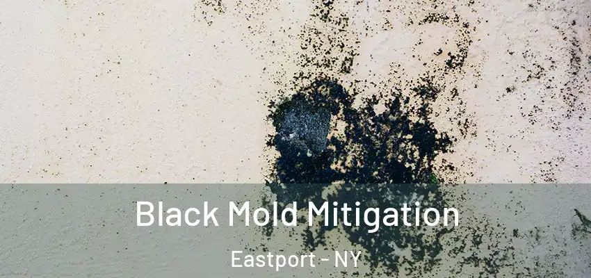  Black Mold Mitigation Eastport - NY