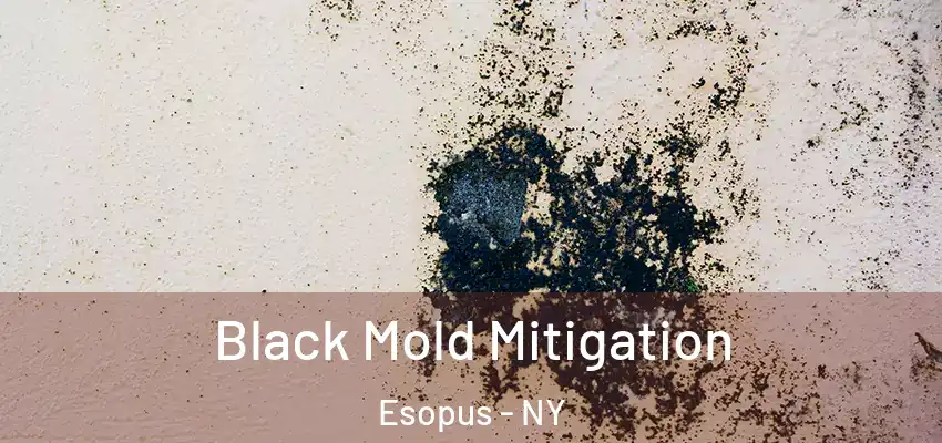 Black Mold Mitigation Esopus - NY