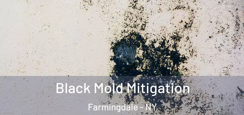  Black Mold Mitigation Farmingdale - NY