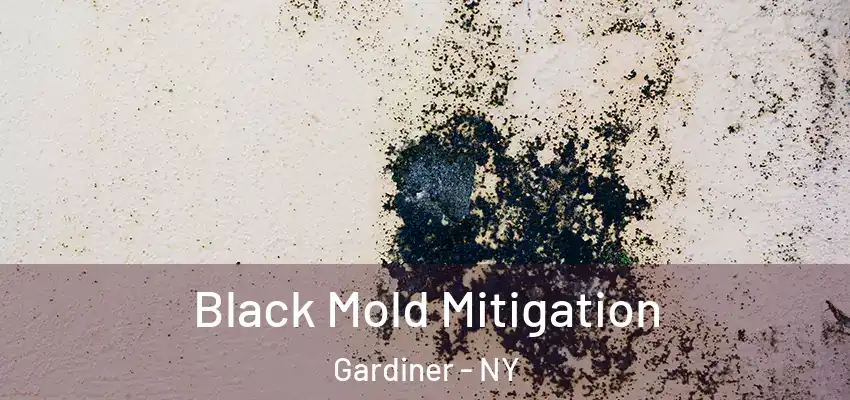 Black Mold Mitigation Gardiner - NY
