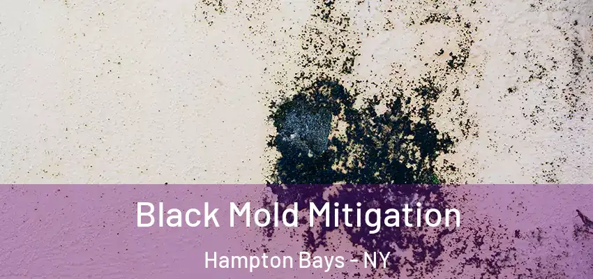  Black Mold Mitigation Hampton Bays - NY
