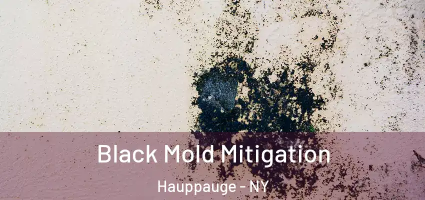 Black Mold Mitigation Hauppauge - NY