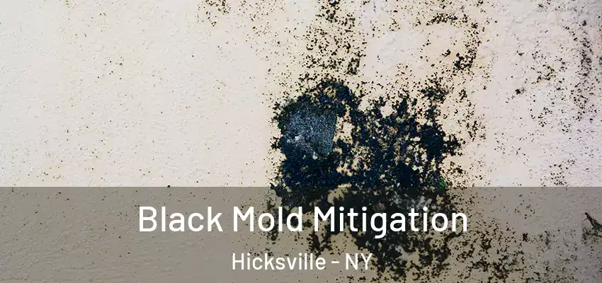 Black Mold Mitigation Hicksville - NY