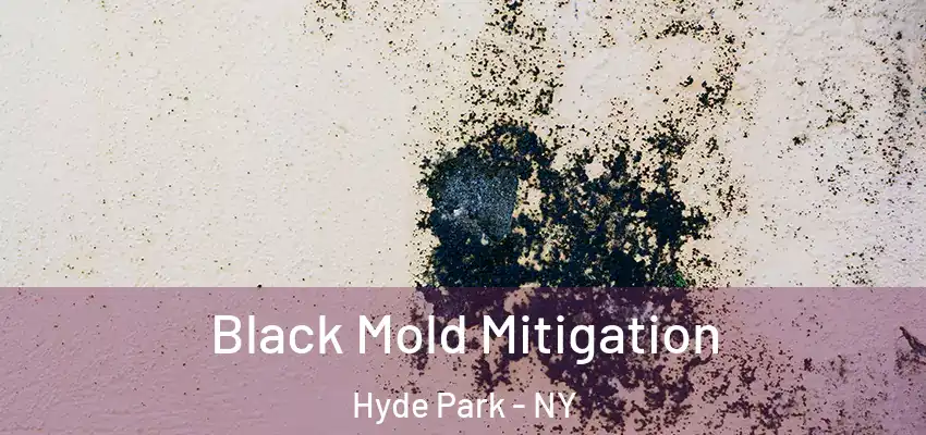  Black Mold Mitigation Hyde Park - NY