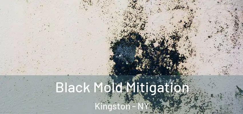  Black Mold Mitigation Kingston - NY
