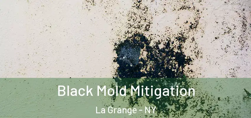 Black Mold Mitigation La Grange - NY