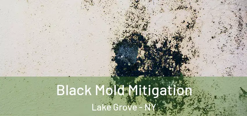  Black Mold Mitigation Lake Grove - NY