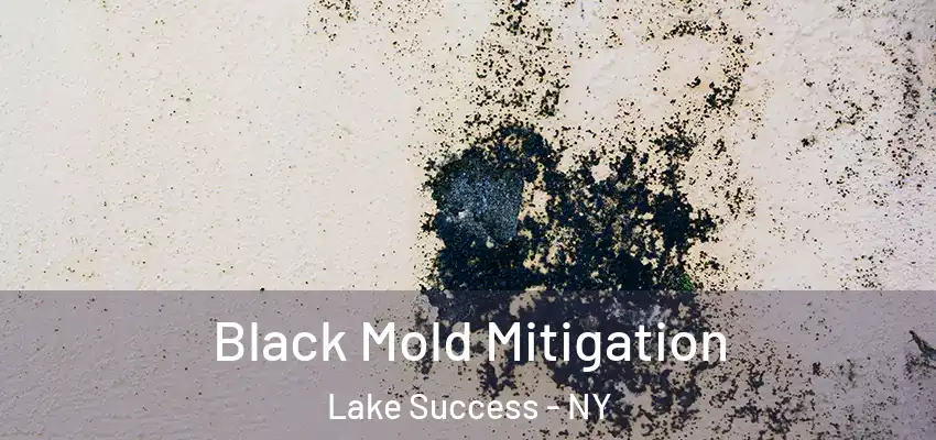  Black Mold Mitigation Lake Success - NY