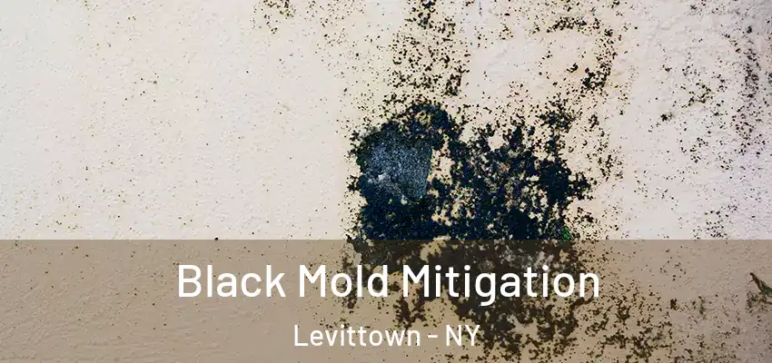  Black Mold Mitigation Levittown - NY