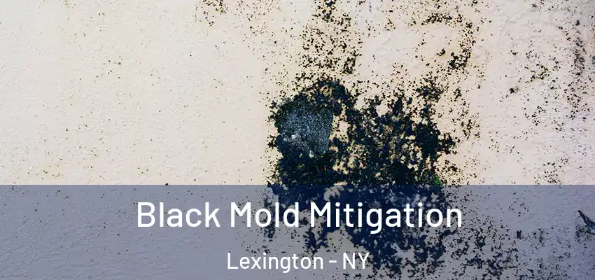 Black Mold Mitigation Lexington - NY