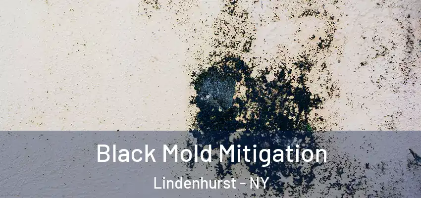  Black Mold Mitigation Lindenhurst - NY