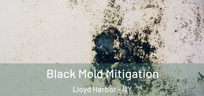 Black Mold Mitigation Lloyd Harbor - NY