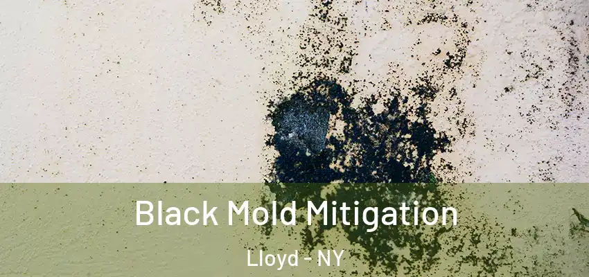 Black Mold Mitigation Lloyd - NY
