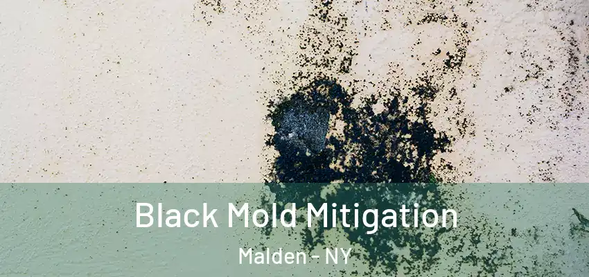 Black Mold Mitigation Malden - NY