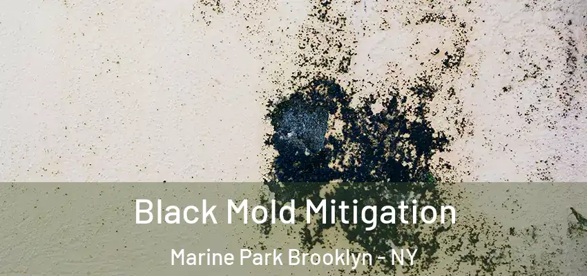  Black Mold Mitigation Marine Park Brooklyn - NY